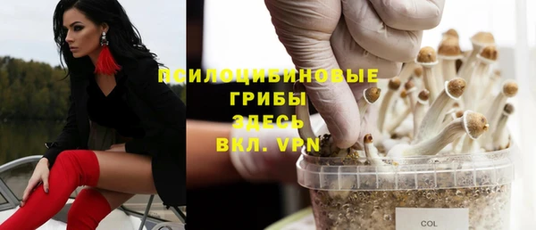 хмурый Аркадак