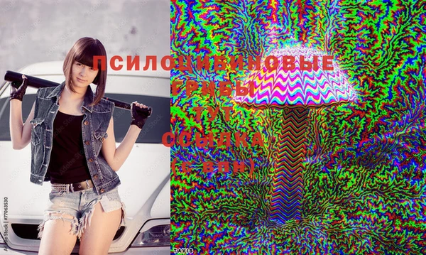 хмурый Аркадак